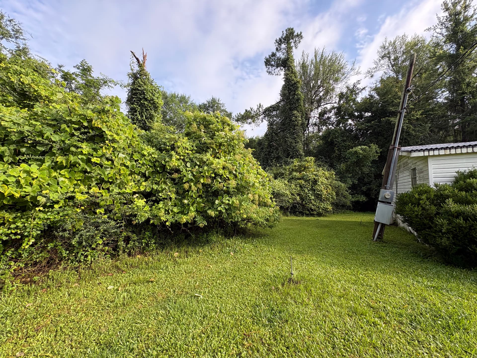 Brush Mulching Clears Overgrown Land Without the Mess