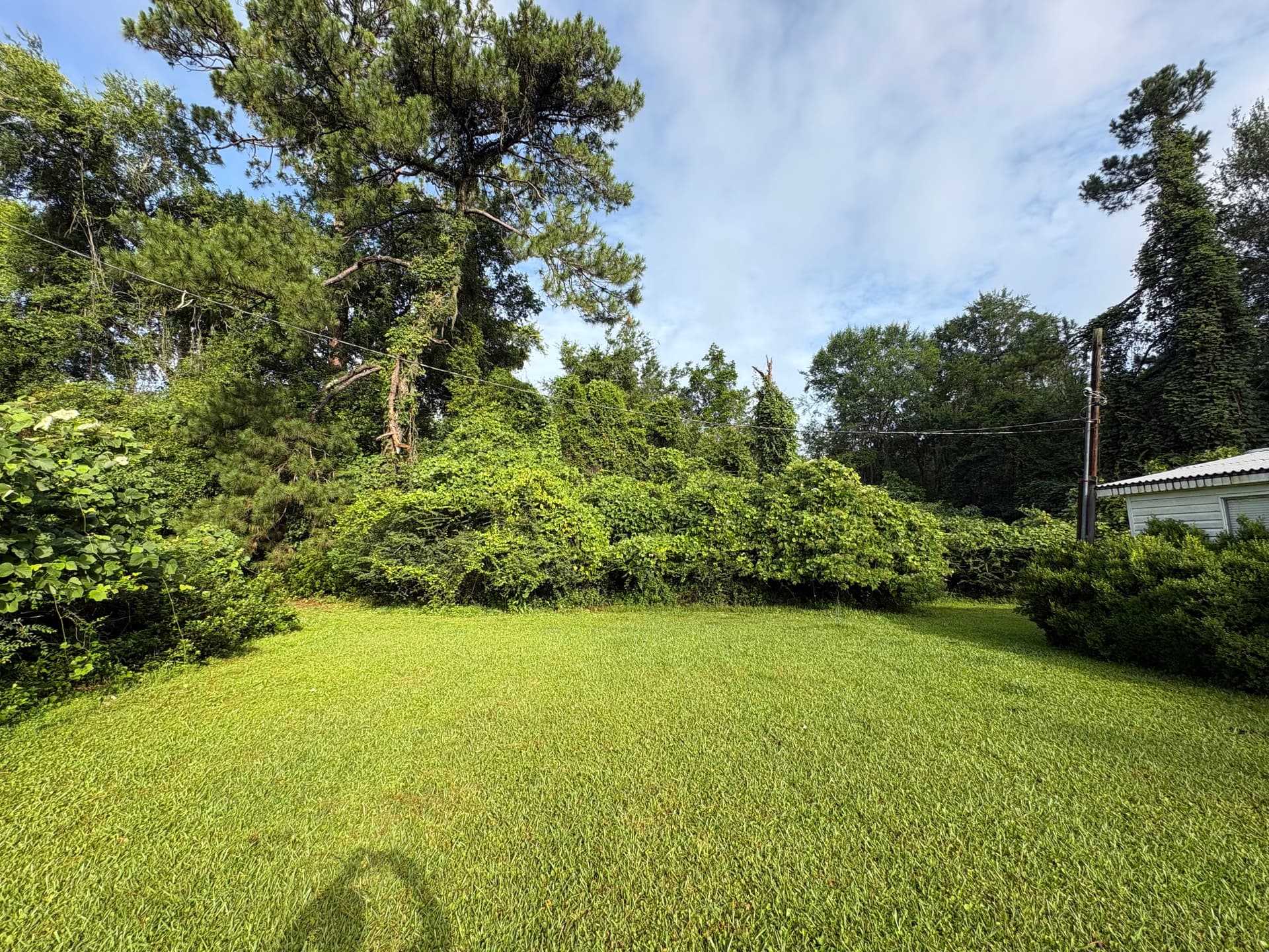 Brush Mulching Clears Overgrown Land Without the Mess