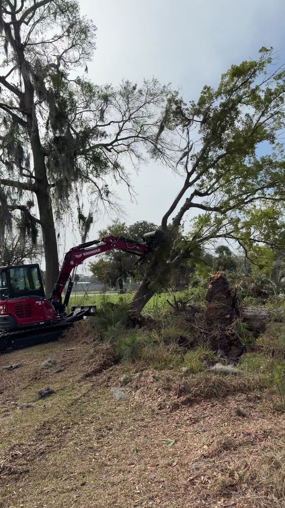Excavator removing a fallen tree in a residential landscape. Clear blue sky in the background.