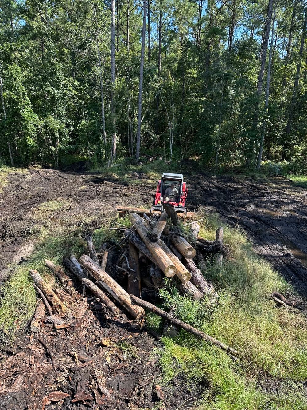 Tractor next to a pile of logs in a forested area, showcasing logging activity.