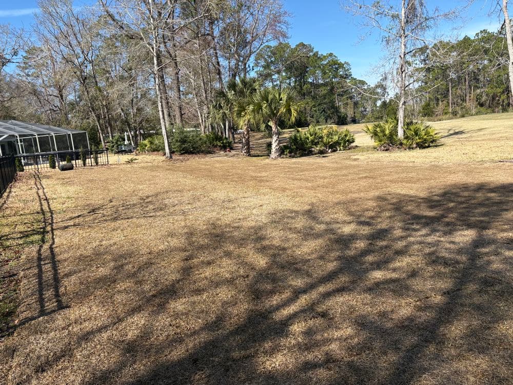 Dry grass area with scattered trees and palm in a clear blue sky landscape.